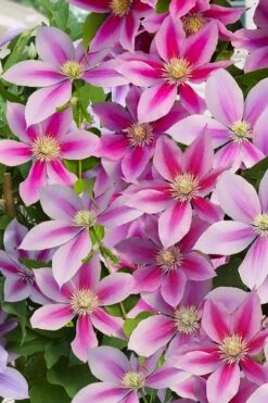 Poseidon Clematis - 1 Gallon Pot -Stylish Garden Plant Store clematis poseidon 11