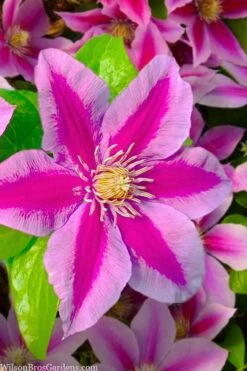 Poseidon Clematis - 1 Gallon Pot -Stylish Garden Plant Store clematis poseidon 12