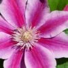 Poseidon Clematis - 1 Gallon Pot -Stylish Garden Plant Store clematis poseidon 8