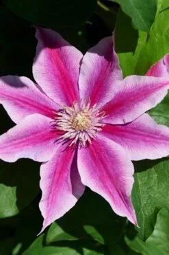 Poseidon Clematis - 1 Gallon Pot -Stylish Garden Plant Store clematis poseidon 9