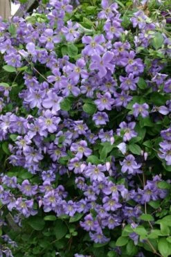 Prince Charles Clematis - 1 Gallon Pot -Stylish Garden Plant Store clematis prince charles 1