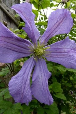Prince Charles Clematis - 1 Gallon Pot -Stylish Garden Plant Store clematis prince charles 4