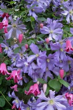 Prince Charles Clematis - 1 Gallon Pot -Stylish Garden Plant Store clematis prince charles 6