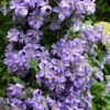 Prince Charles Clematis - 1 Gallon Pot -Stylish Garden Plant Store clematis prince charles 7