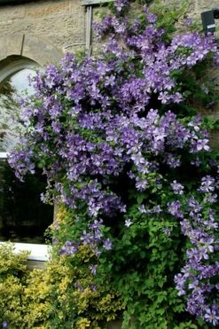Prince Charles Clematis - 1 Gallon Pot -Stylish Garden Plant Store clematis prince charles 9