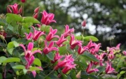 Princess Diana Clematis - 1 Gallon Pot -Stylish Garden Plant Store clematis princess diana 1