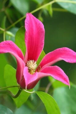 Princess Diana Clematis - 1 Gallon Pot -Stylish Garden Plant Store clematis princess diana 3