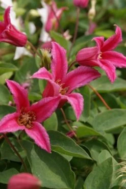 Princess Diana Clematis - 1 Gallon Pot -Stylish Garden Plant Store clematis princess diana 4