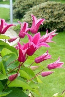 Princess Diana Clematis - 1 Gallon Pot -Stylish Garden Plant Store clematis princess diana 5