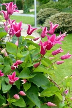 Princess Diana Clematis - 1 Gallon Pot -Stylish Garden Plant Store clematis princess diana 6