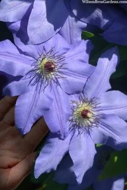 Ramona Clematis - 1 Gallon Pot -Stylish Garden Plant Store clematis ramona 15