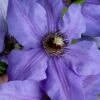 Ramona Clematis - 1 Gallon Pot -Stylish Garden Plant Store clematis ramona 19