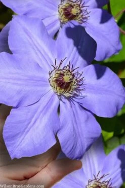 Ramona Clematis - 1 Gallon Pot -Stylish Garden Plant Store clematis ramona 9