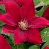 Rebecca Clematis - 1 Gallon Pot -Stylish Garden Plant Store clematis rebecca 11