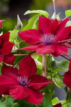 Rebecca Clematis - 1 Gallon Pot -Stylish Garden Plant Store clematis rebecca 4