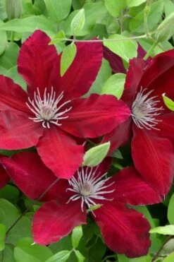 Rebecca Clematis - 1 Gallon Pot -Stylish Garden Plant Store clematis rebecca 5