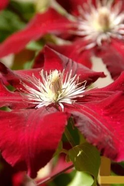 Rebecca Clematis - 1 Gallon Pot -Stylish Garden Plant Store clematis rebecca 6