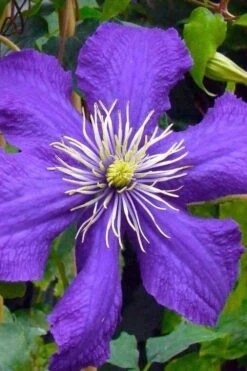 Rhapsody Clematis - 1 Gallon Pot -Stylish Garden Plant Store clematis rhapsody 3