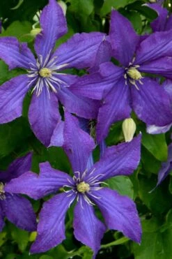 Rhapsody Clematis - 1 Gallon Pot -Stylish Garden Plant Store clematis rhapsody 4