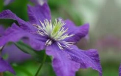 Rhapsody Clematis - 1 Gallon Pot -Stylish Garden Plant Store clematis rhapsody 5
