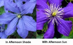 Rhapsody Clematis - 1 Gallon Pot -Stylish Garden Plant Store clematis rhapsody 9