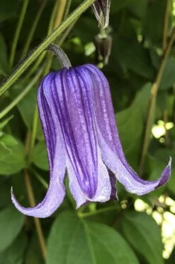 Roguchi Clematis - 1 Gallon Pot 12 Roguchi Clematis - 1 Gallon Pot -Stylish Garden Plant Store clematis roguchi 10