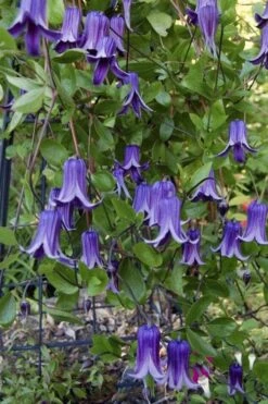 Roguchi Clematis - 1 Gallon Pot 11 Roguchi Clematis - 1 Gallon Pot -Stylish Garden Plant Store clematis roguchi 11