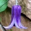Roguchi Clematis - 1 Gallon Pot -Stylish Garden Plant Store clematis roguchi 16