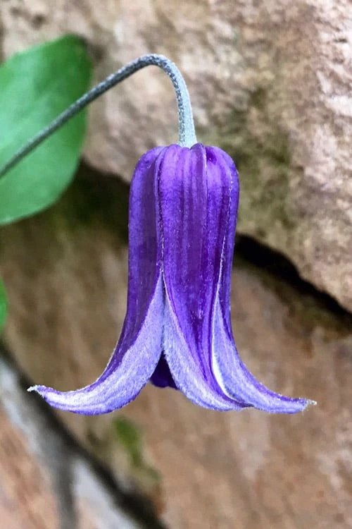 Roguchi Clematis - 1 Gallon Pot 3 Roguchi Clematis - 1 Gallon Pot