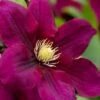 Rosemoor Clematis - 1 Gallon Pot -Stylish Garden Plant Store clematis rosemoor 4