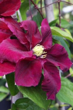 Rosemoor Clematis - 1 Gallon Pot -Stylish Garden Plant Store clematis rosemoor 5