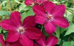 Rouge Cardinal Clematis - 1 Gallon Pot -Stylish Garden Plant Store clematis rouge cardinal 2