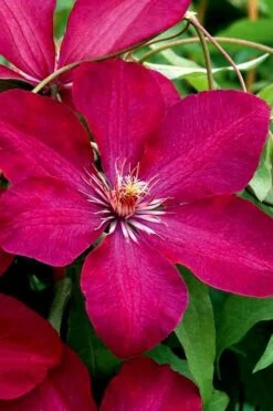 Rouge Cardinal Clematis - 1 Gallon Pot -Stylish Garden Plant Store clematis rouge cardinal 3