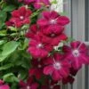 Rouge Cardinal Clematis - 1 Gallon Pot -Stylish Garden Plant Store clematis rouge cardinal 7