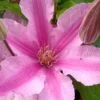 Sally Clematis - 1 Gallon Pot -Stylish Garden Plant Store clematis sally 21