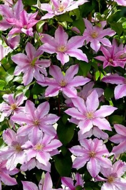 Sally Clematis - 1 Gallon Pot -Stylish Garden Plant Store clematis sally 22