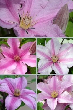 Sally Clematis - 1 Gallon Pot -Stylish Garden Plant Store clematis sally 24