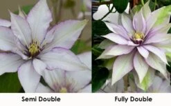 Samaritan Jo Clematis - 1 Gallon Pot -Stylish Garden Plant Store clematis samaritan jo 8