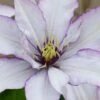 Samaritan Jo Clematis - 1 Gallon Pot -Stylish Garden Plant Store clematis samaritan jo 9