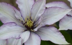 Samaritan Jo Clematis - 1 Gallon Pot -Stylish Garden Plant Store clematis samaritan joe 1