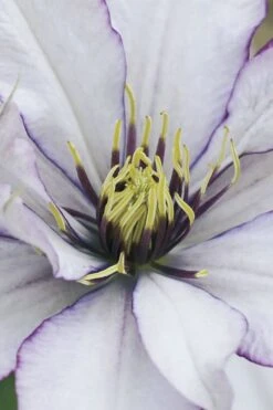 Samaritan Jo Clematis - 1 Gallon Pot -Stylish Garden Plant Store clematis samaritan joe 4