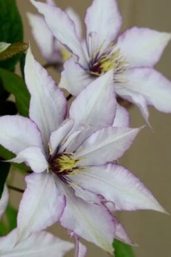 Samaritan Jo Clematis - 1 Gallon Pot -Stylish Garden Plant Store clematis samaritan joe 5