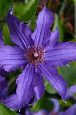 Sapphire Indigo Clematis - 1 Gallon Pot -Stylish Garden Plant Store clematis sapphire indigo 1 1