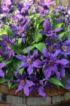 Sapphire Indigo Clematis - 1 Gallon Pot -Stylish Garden Plant Store clematis sapphire indigo 4 1