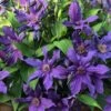 Sapphire Indigo Clematis - 3 Gallon Pot -Stylish Garden Plant Store clematis sapphire indigo 4