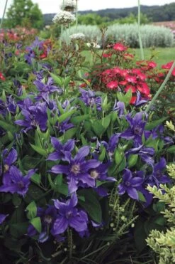 Sapphire Indigo Clematis - 3 Gallon Pot -Stylish Garden Plant Store clematis sapphire indigo 6