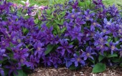 Sapphire Indigo Clematis - 1 Gallon Pot -Stylish Garden Plant Store clematis sapphire indigo 7 1