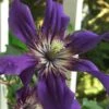 Sapphire Indigo Clematis - 1 Gallon Pot -Stylish Garden Plant Store clematis sapphire indigo 9 1