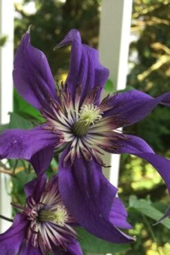 Sapphire Indigo Clematis - 3 Gallon Pot -Stylish Garden Plant Store clematis sapphire indigo 9
