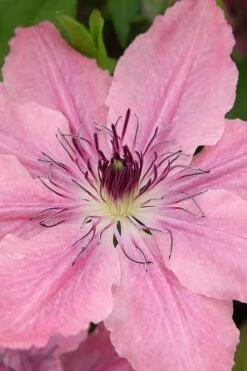 Sarah Elizabeth Clematis - 1 Gallon Pot -Stylish Garden Plant Store clematis sarah elizabeth 3